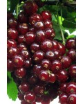 Смородина червона Чародійка (пізня) | Смородина красная Чародейка (поздняя) | Ribes rubrum Charodyka